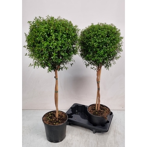 MYRTUS COM
