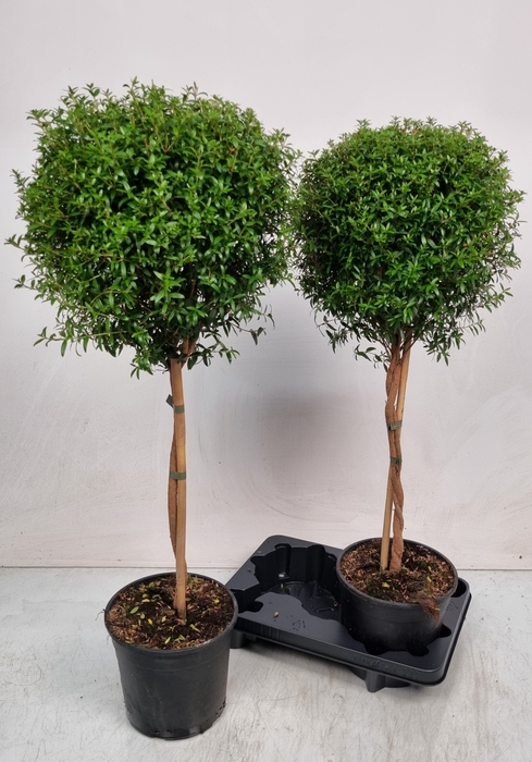 <h4>MYRTUS COM</h4>