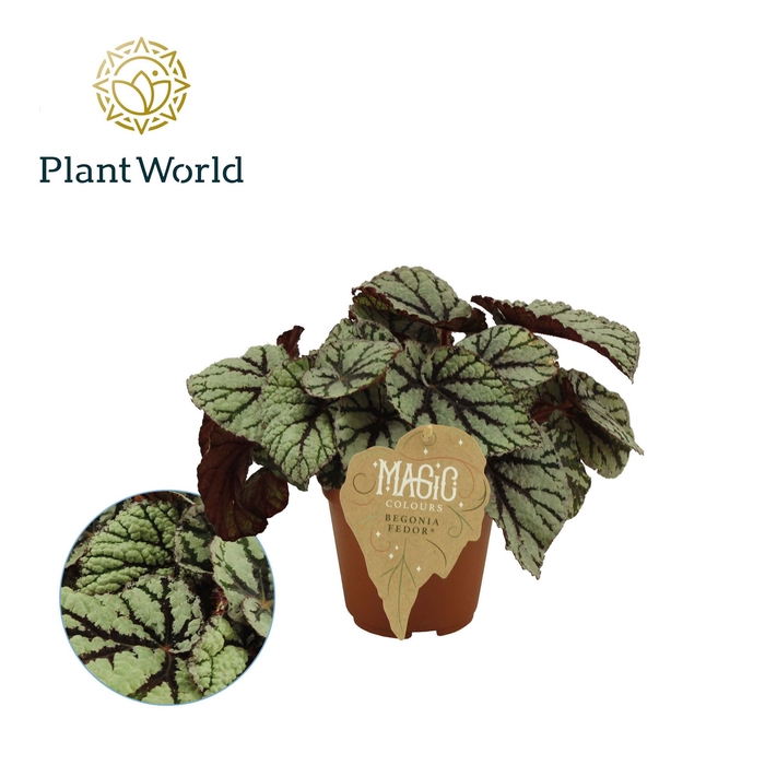 <h4>Begonia BD 'MagicColours Fedor'</h4>