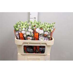 Eus G Excal Blue Pico