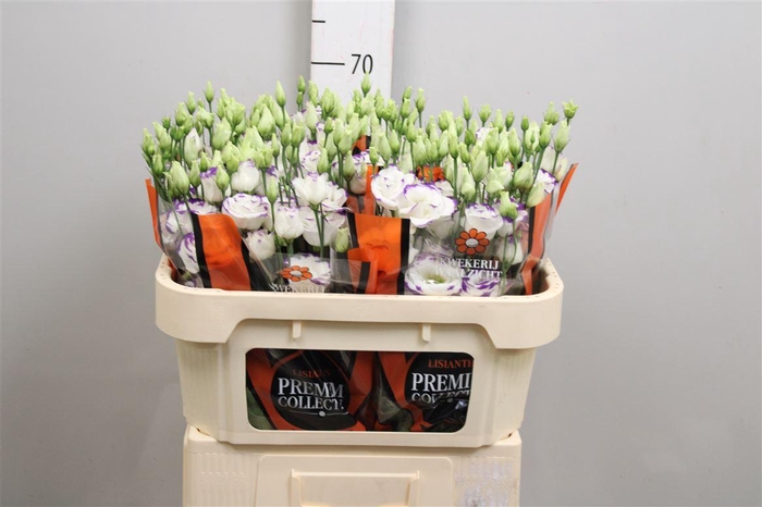 <h4>Eus G Excal Blue Pico</h4>