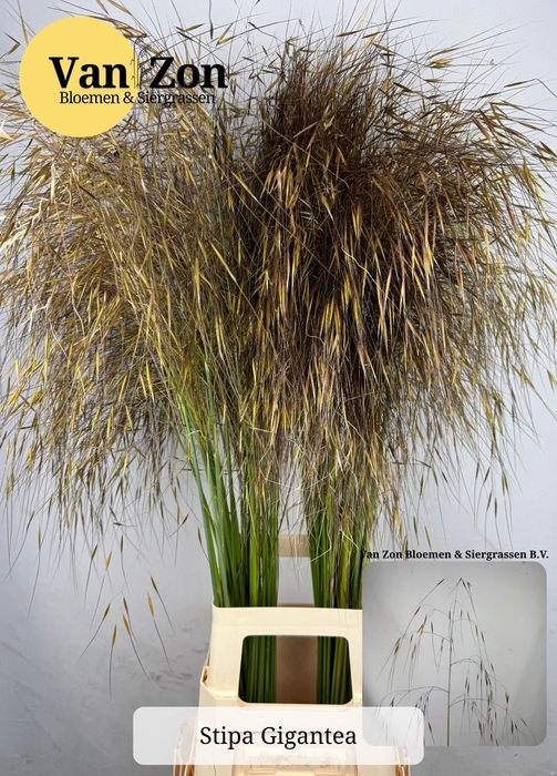 <h4>STIPA GIGANTEA</h4>