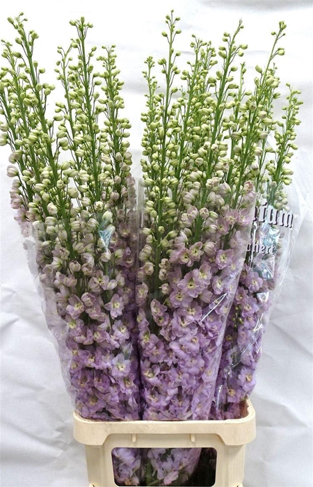 <h4>Delph Du Dewi Fame</h4>