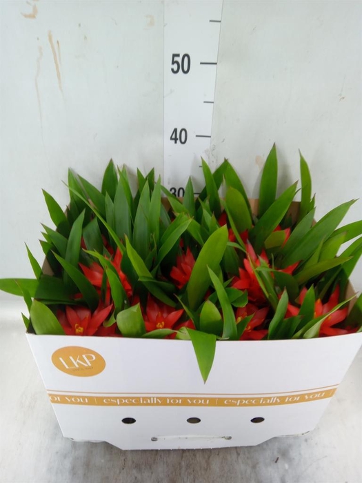 <h4>Guzmania  'Glow'</h4>