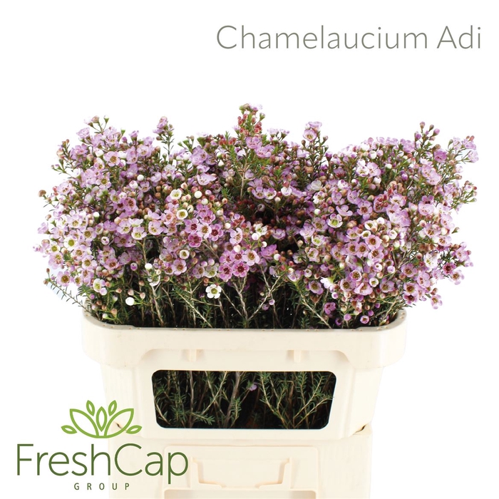 Chamelaucium Adi