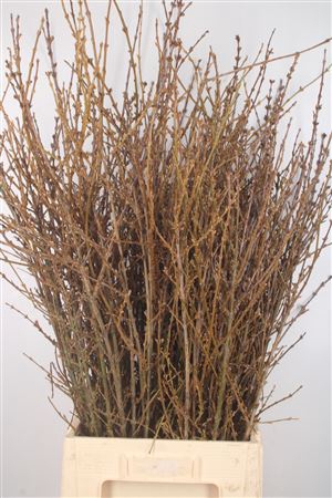 <h4>Forsythia Bos</h4>