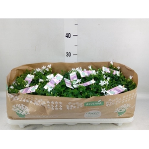 Campanula porten. 'Ambella White'