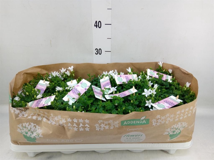 <h4>Campanula porten. 'Ambella White'</h4>