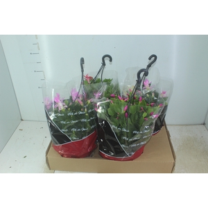 FLOR DE MAIO C21