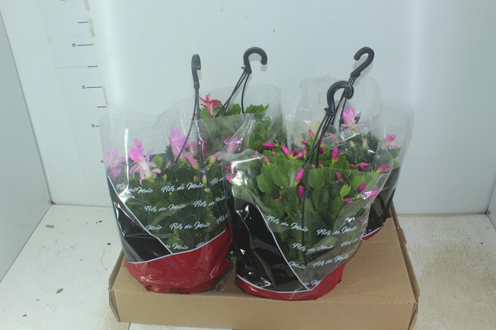 <h4>FLOR DE MAIO C21</h4>