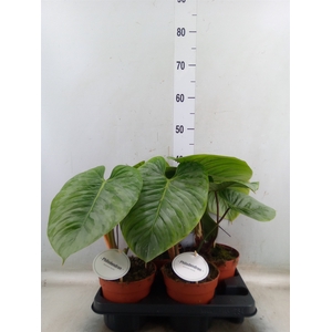 Philodendron   ...