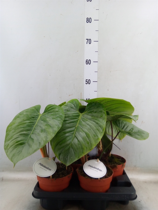 <h4>Philodendron   ...</h4>