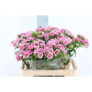 Di Barb Doblino Fans X50