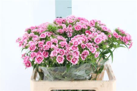 <h4>Di Barb Doblino Fans X50</h4>