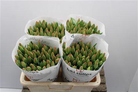 <h4>Tu En Palazzo</h4>