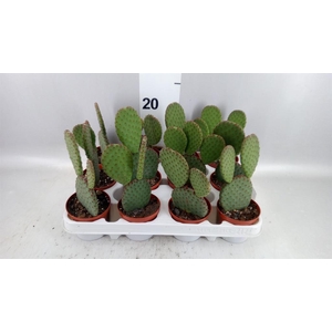 Opuntia microdasys