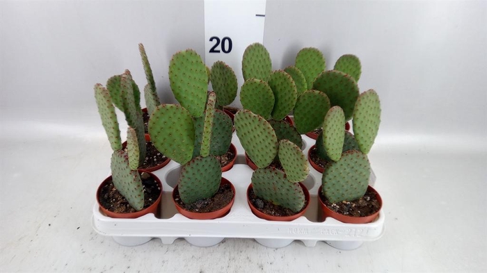<h4>Opuntia microdasys</h4>