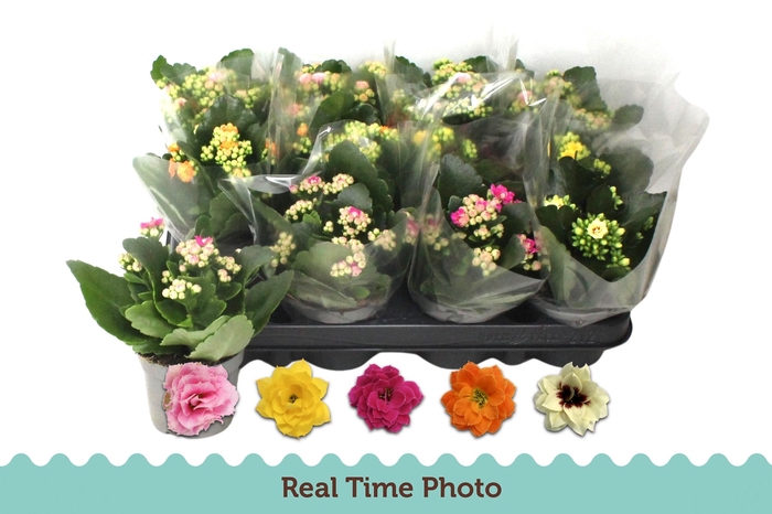 <h4>KAL GE GEM 5 KL</h4>