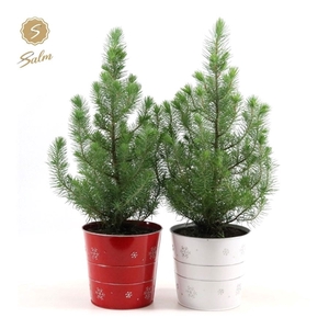 Pinus pinea 'Silver Crest' P17 in Zinc X-mas Duo