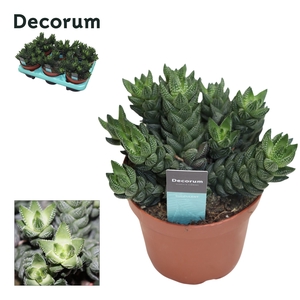 Haworthia Reinwardtii (group) Decorum+Steker