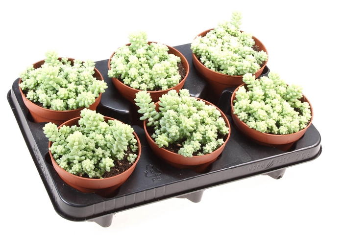 <h4>Sedum burrito</h4>