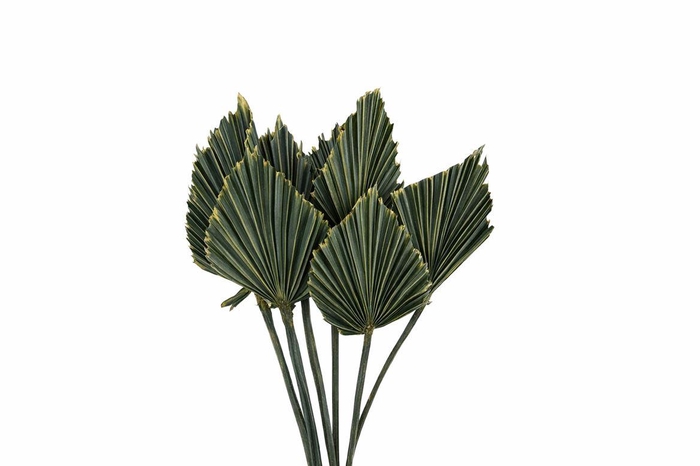 <h4>Dried Palm Spear 10pc Olive Gold Bunch</h4>
