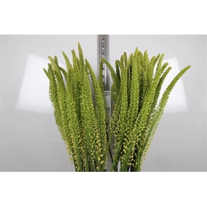 Eremurus Moneymaker