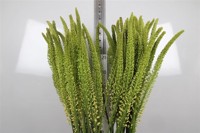 <h4>Eremurus Moneymaker</h4>