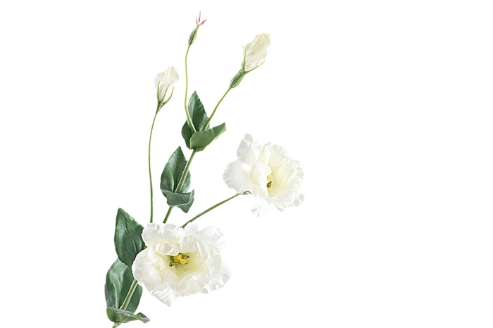 <h4>Lisianthus White</h4>