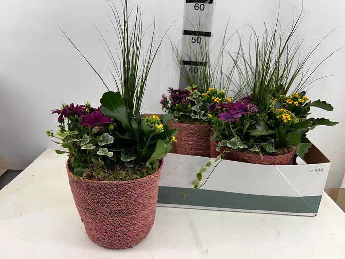 <h4>ARR TUINPLANTEN</h4>
