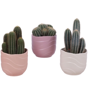 Cactus mix Ø12cm in Ø14cm Ceramic SE660