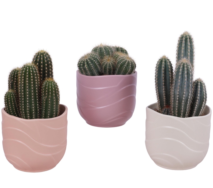 <h4>Cactus mix Ø12cm in Ø14cm Ceramic SE660</h4>