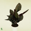 Calathea Sanderiana