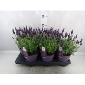 Lavandula stoec. 'Anouk'