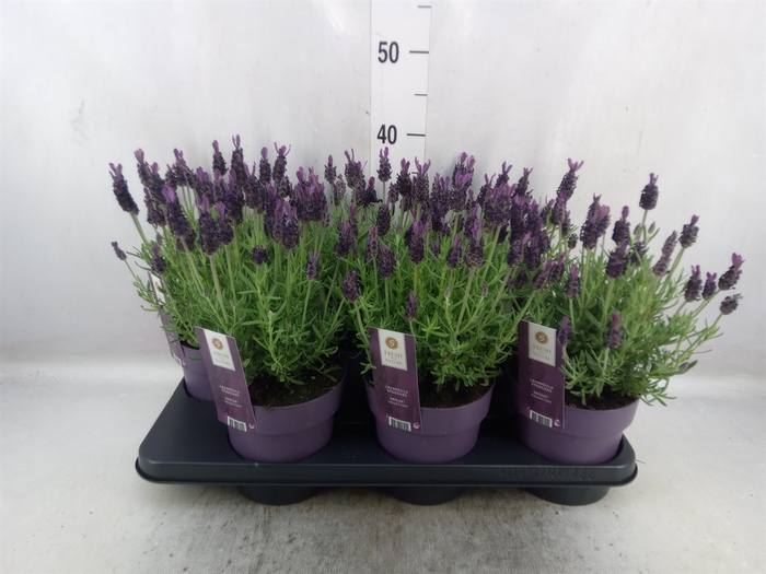 <h4>Lavandula stoec. 'Anouk'</h4>