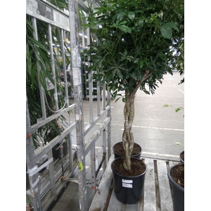 Schefflera arbor. 'Compacta'