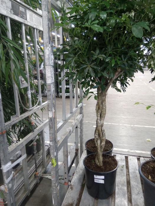 <h4>Schefflera arbor. 'Compacta'</h4>