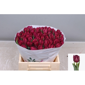 TU DU ALISON BRADLEY