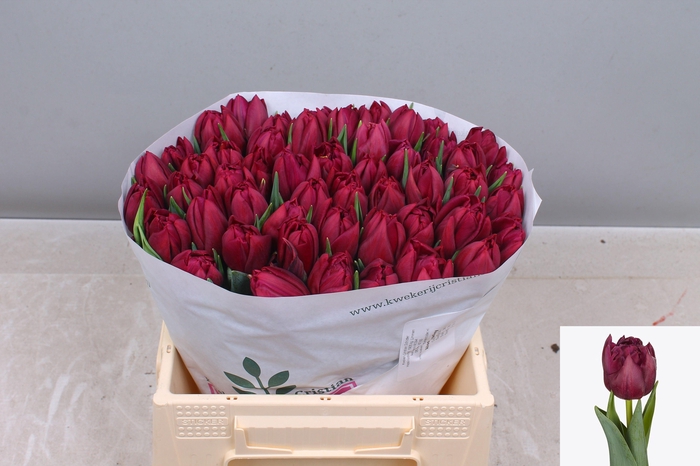 <h4>TU DU ALISON BRADLEY</h4>