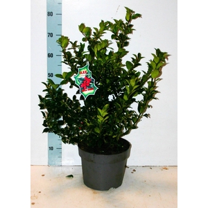 ILEX MES BLUE MAID