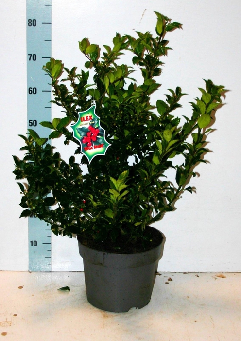 <h4>ILEX MES BLUE MAID</h4>