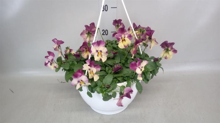 <h4>Viola wr. 'Cool Wave Purple'</h4>