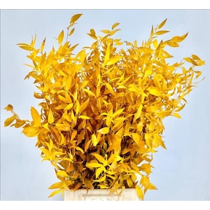 Ruscus Preserved Yellow