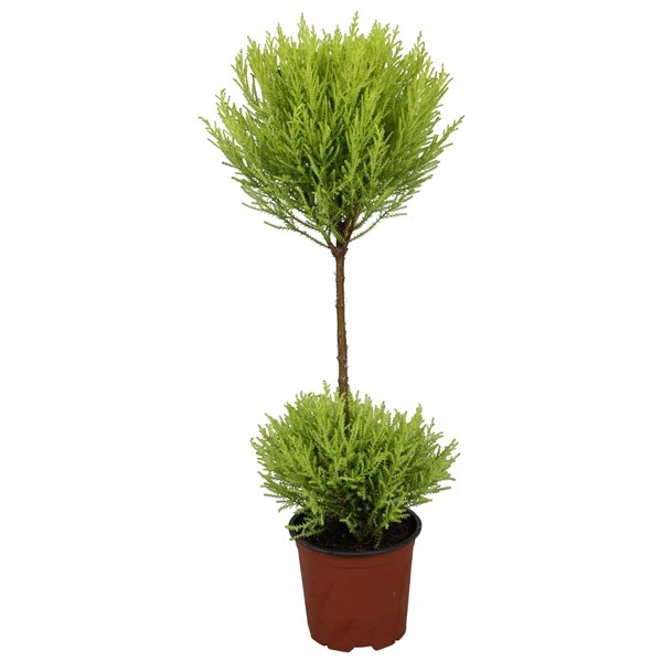 <h4>Cupressus Goldcrest Wilma - duobol</h4>