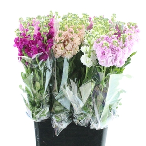 Matth Incana Iron Gem In Fust