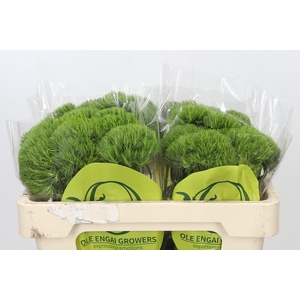 Dianthus Br Kiwi Mellow