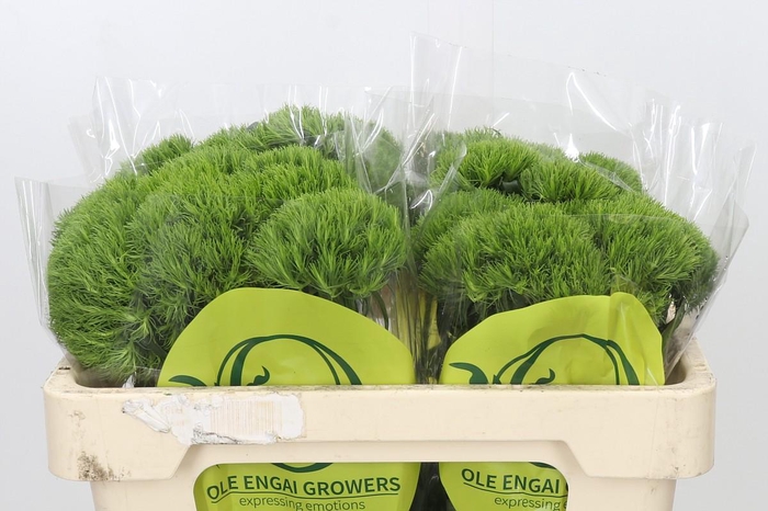 <h4>Dianthus Br Kiwi Mellow</h4>