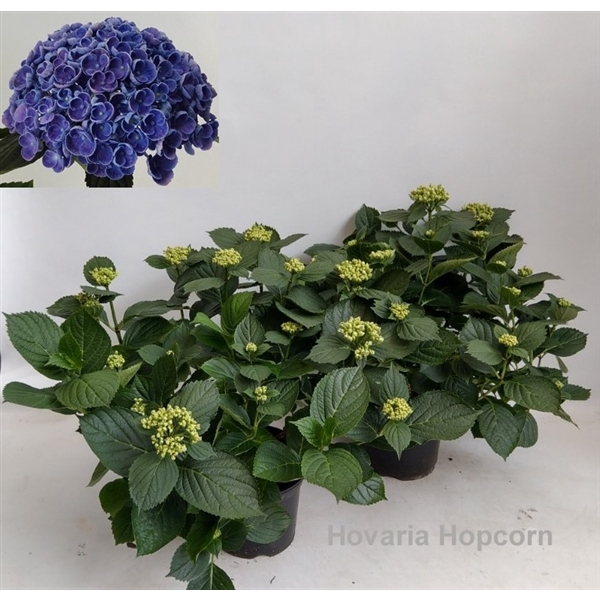 Hydrangea Hovaria Hopcorn Blue Garden 19cm