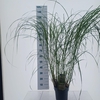 Miscanthus sinensis
