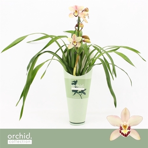 Cymbidium, Little Stef 1-spike 'Orchid Collection' Potcover